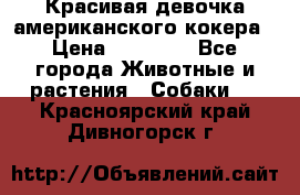 Красивая девочка американского кокера › Цена ­ 35 000 - Все города Животные и растения » Собаки   . Красноярский край,Дивногорск г.